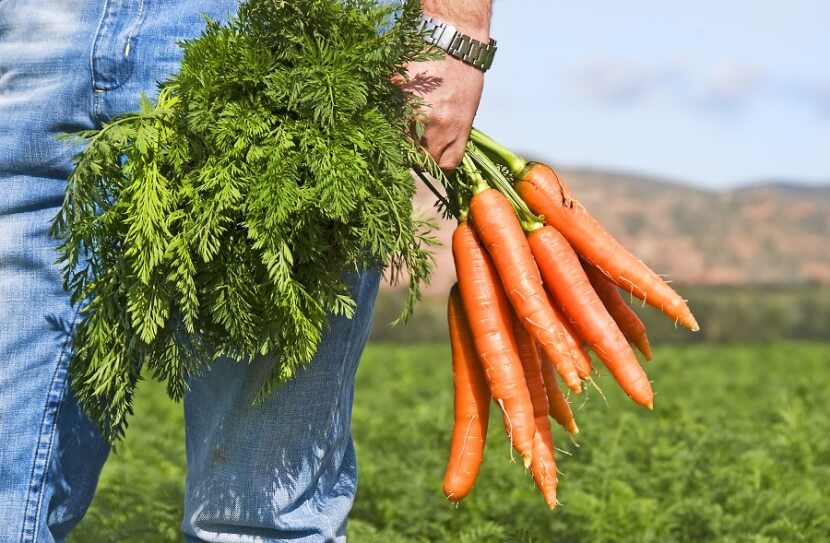 Чем полезна морковная ботва? Морковная ботва очистит кишечник